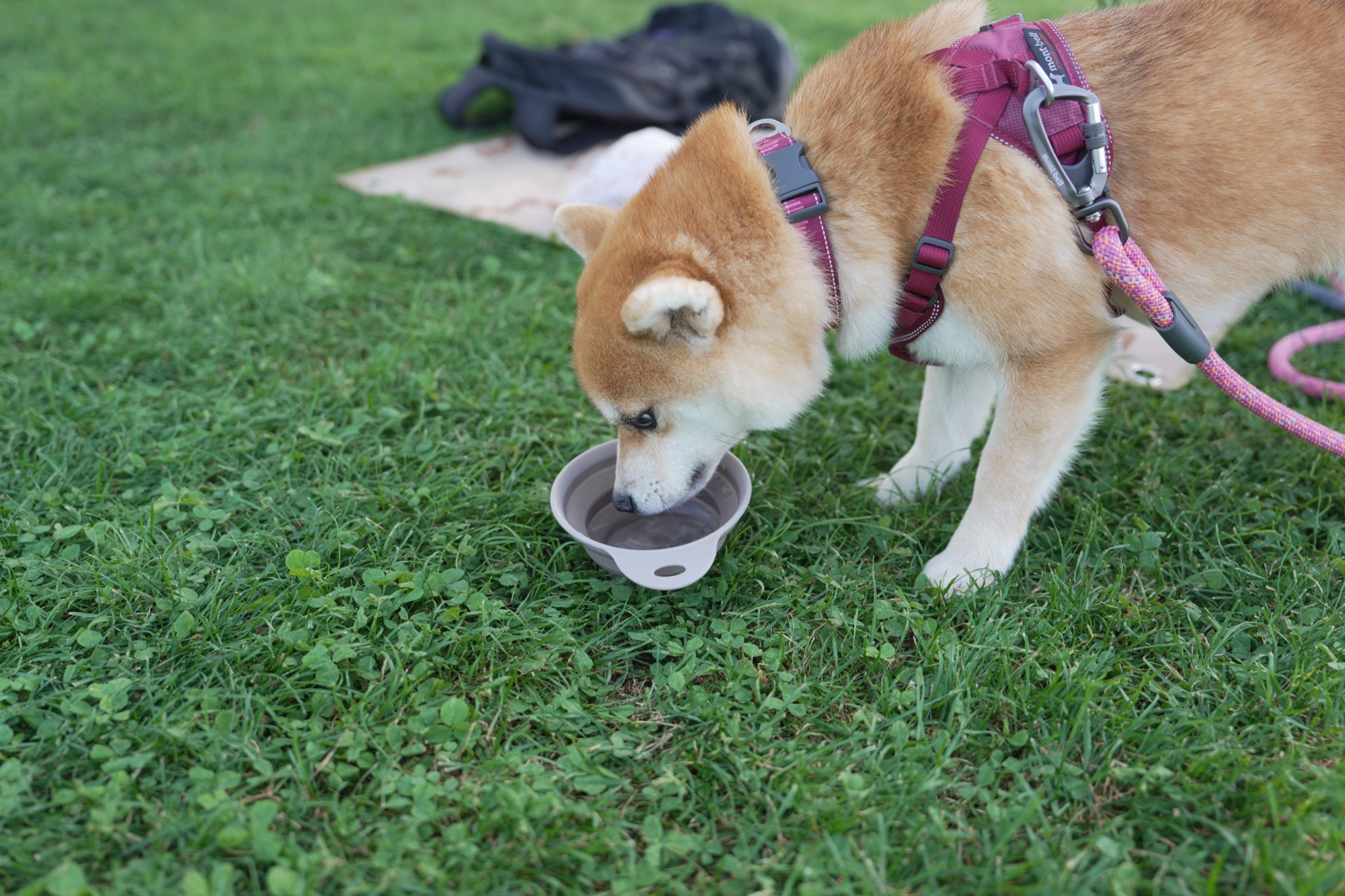 水を飲む誕生日の佐助